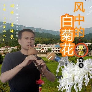 风中的白菊花