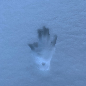 Les Gants (Explicit)