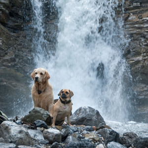 Serenade of Paws: Soothing Sounds of a Waterfall and Crystal Singing Bowl for Pets