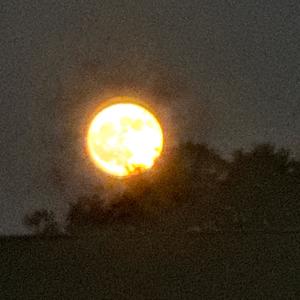 No Response (Explicit)