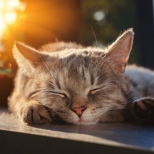 Tonos Suaves Para La Relajación