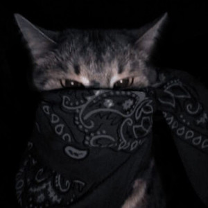 Naipe ttk de cria (Explicit)