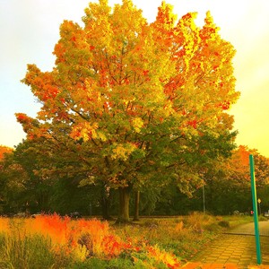 Golden Trees