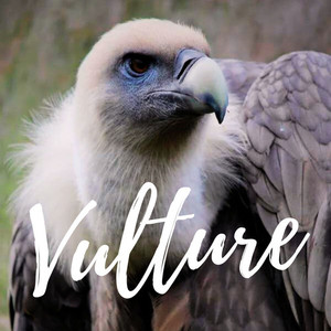 Vulture (Instrumental)