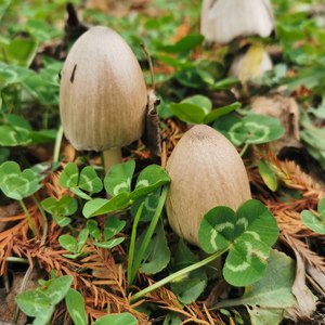 致毕业的你-洛天依