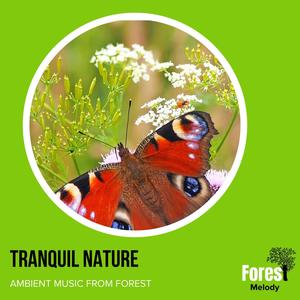 Tranquil Nature - Ambient Music from Forest