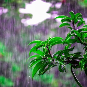 35 Best Nature Sounds for Better Sleep - Tropical Rain