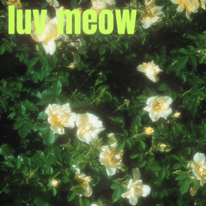 Luv Meow