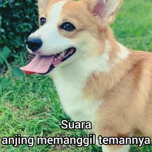 Suara Anjing Memanggil Temanya