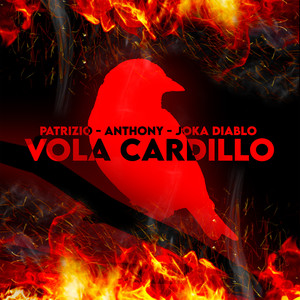 Vola Cardillo