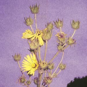 Watch The Sunflowers