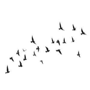 birdtalk//R.I.P--BIGMAN (Explicit)