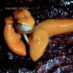 calcium status (Explicit)