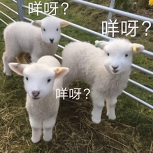 听风的歌 (DJ版)