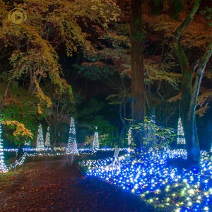 bell the cat (xmas version)