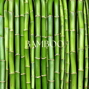 Bamboo
