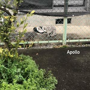 Apollo