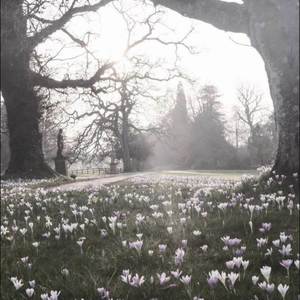 紫のバラ - BongHongTim (speed)