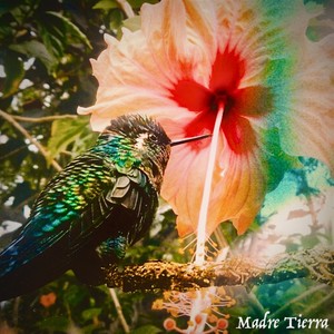 Madre Tierra (feat. McFiddles)