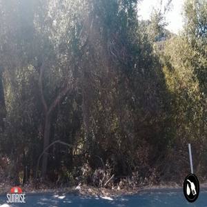 Missedcall (Explicit)