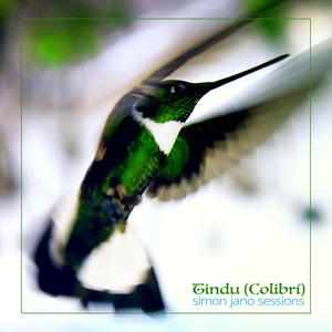 Tindu (Colibrí)