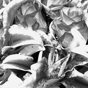 bay area love (remastered|Explicit)