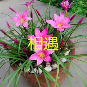 点歌的人 (吃鸡版)