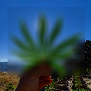 Sweet Life (RH) (feat. Gina.mousai) (YungCesar & RHSayuGang Remix|Explicit)