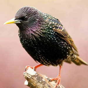 Starlings Marauding Numbering Eight