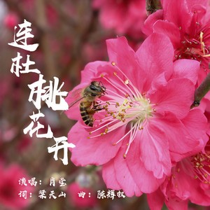 连杜桃花开