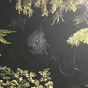 I Still Miss U (Explicit)