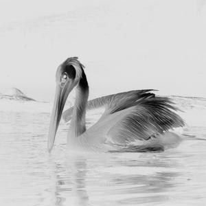 Pelican