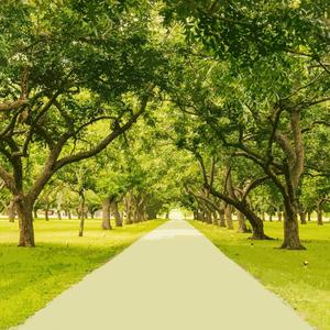 Alley of Trees