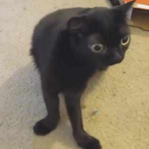 idgaf (feat. killcetti) (Explicit)