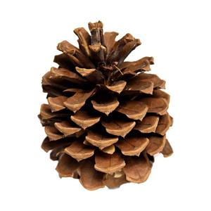 Pinecone: the six track album by a mf named qhello