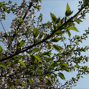 君の為のキミノウタ