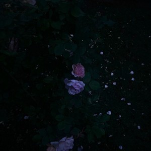 Zwischen Alkohol und Rauch (Explicit)