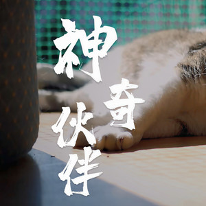 神奇伙伴 (童声版)封面