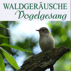 Adler auf einem Baum