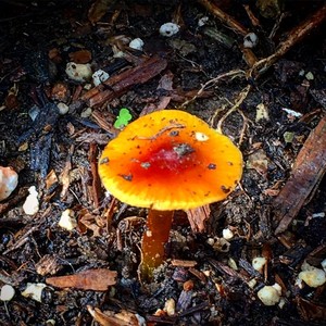 Servin'(feat. Jroz One & Lyman Medeiros) (Explicit)