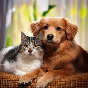 Quiet Paws Soft Soothing