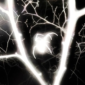 FKN DI333 (Explicit)