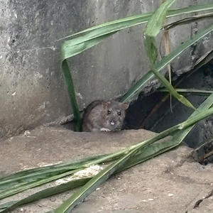 Samul - bizarro (Explicit)