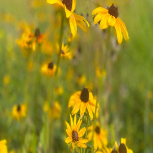 Finding notes for future songs:)