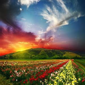 Paradise (Original Mix)