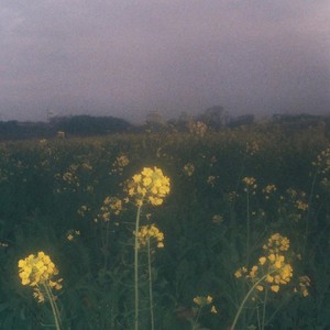 collage 11