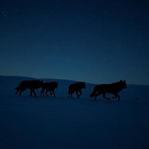 Run, Wolves, Run!