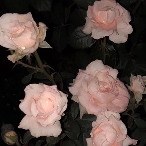 玫瑰与刺（prod by Red killer）