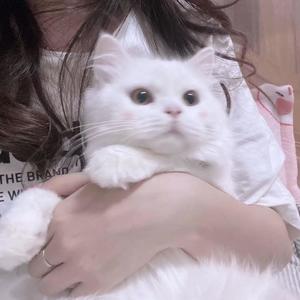做我的猫