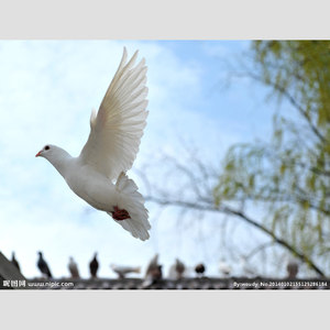 Dream Don't turn to Dust(30%)